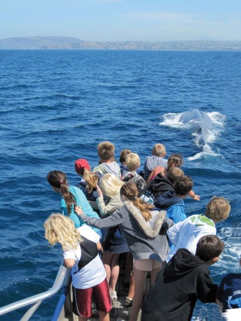 1 - Ocean Institute Field Trip Blue Whale